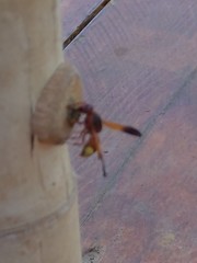 Rhynchium oculatum oculatum