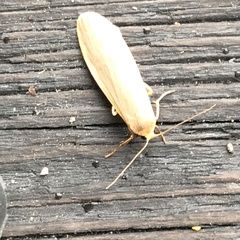 Eilema griseola
