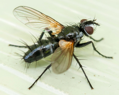 Phyllomya volvulus