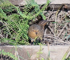 Pycnoptilus floccosus