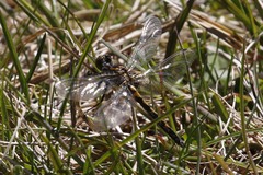 Leucorrhinia borealis