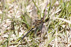 Leucorrhinia borealis
