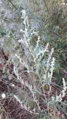 Artemisia vulgaris