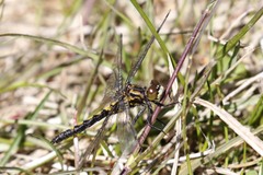 Leucorrhinia borealis