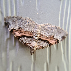 Xanthorhoe labradorensis