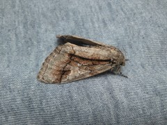 Dasychira obliquata