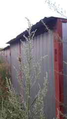Artemisia vulgaris