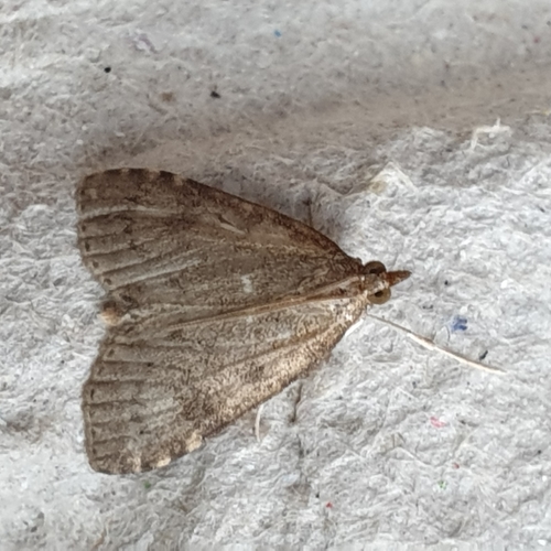 Dusky Pearl, photo 3 of 10