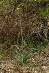 Battandiera angolensis image