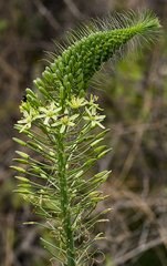 Battandiera angolensis image