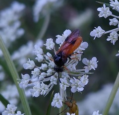 Arge melanochra
