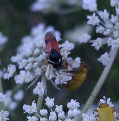Arge melanochra