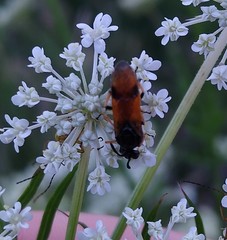 Arge melanochra