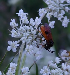 Arge melanochra
