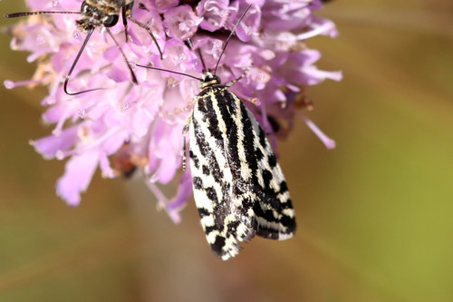 Taškuotasis Pelėdgalviukas nuotrauka