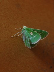 Thetidia albocostaria