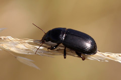 Zabrus tenebrioides