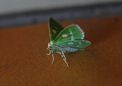 Thetidia albocostaria