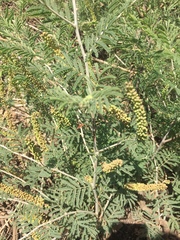 Prosopis farcta