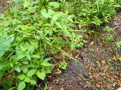 Carex atlantica