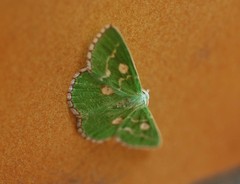 Thetidia albocostaria