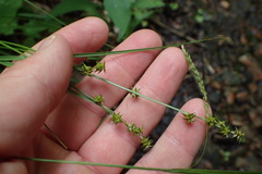 Carex atlantica