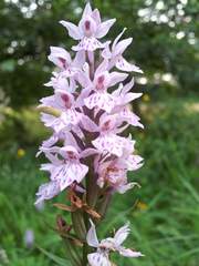 Dactylorhiza fuchsii