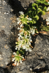 Teucrium pyrenaicum guarensis