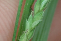 Carex roanensis
