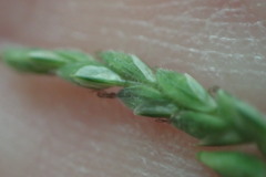Carex roanensis