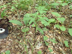Carex roanensis