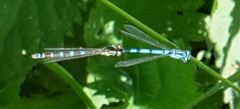 Coenagrion ornatum