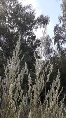 Artemisia vulgaris