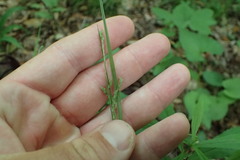 Carex roanensis