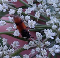 Arge melanochra