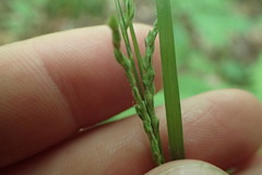 Carex roanensis