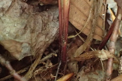 Carex roanensis