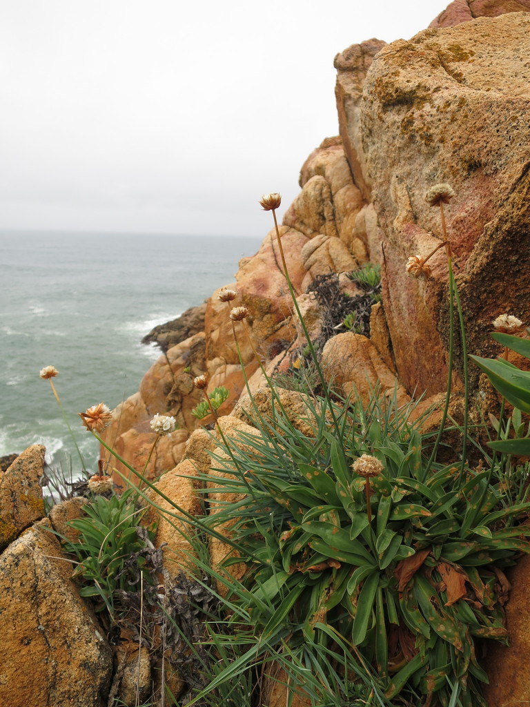 Armeria pseudarmeria; photograph Ricardo Lima, CC0, iNaturalist via GBIF