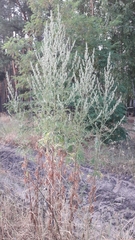 Artemisia vulgaris