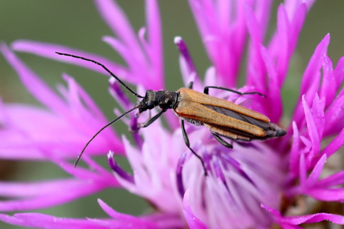 Oedemera femorata, photo 5 of 7