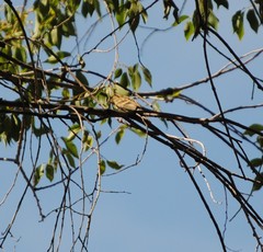 Serinus serinus