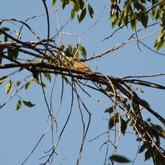 Serinus serinus