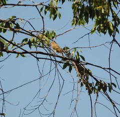 Serinus serinus