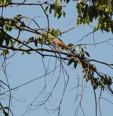 Serinus serinus
