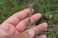 Carex buchananii