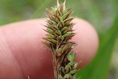 Carex buchananii