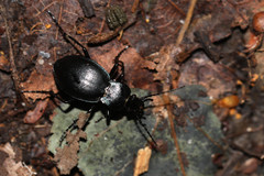 Carabus convexus