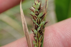 Carex buchananii