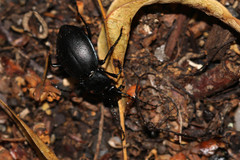 Carabus convexus
