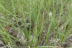 Carex stricta